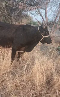 گاو