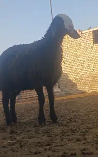 ۴راس بره نژاد اصیل شال ۲راس ماده ۲راس نر