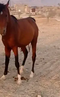 اسب نر