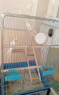 جفت عروس هلندی