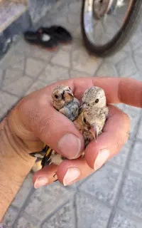 جوجه سهره