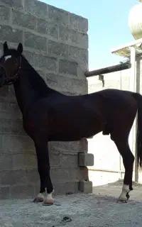 اسب نریان کرد  موقعیت خوزستان