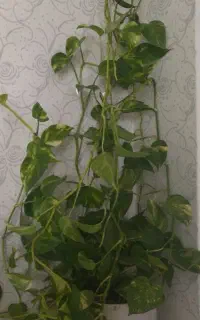 گل پتوس