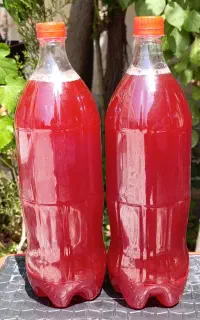 ابغوره محلی