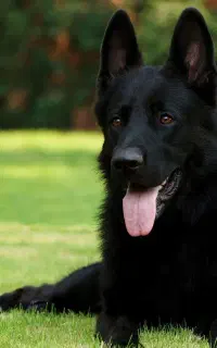 سگ گمشده