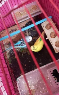 پرنده مرغ عشق