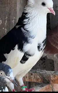 کبوتر