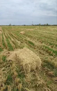 کاه سراچینا