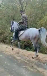 مادیان سواری دار و دوتا کره مادیان