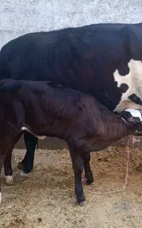گاو و گوساله