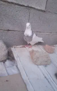 کبوتر طوقی‌نرمست‌
