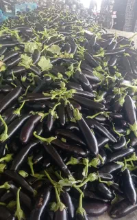 فروش بذر دستگیر دلمه سمینس قلم کلش
