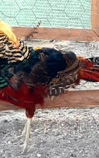 جوجه بلژیکی، آمریکایی و سیلور