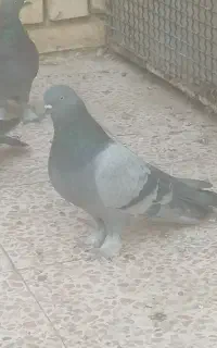 کبوترگچی نر پر