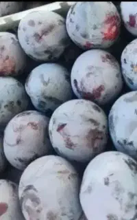 آلو کالیفرنیا