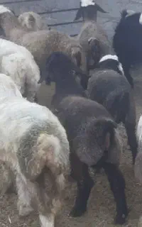 بره میش گوسفند قوچ بز