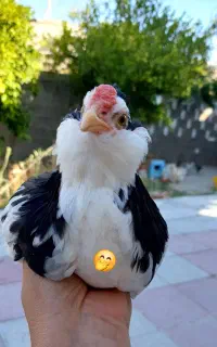 حراج فوری مرغ و خروس محلی
