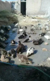 مرغابی اردک