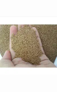 بذر یونجه