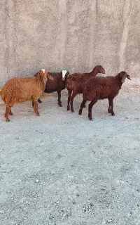 بره گوسفند میش کاور
