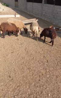 گوسفند بره دار