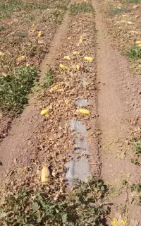 خربزه