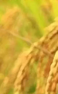 خریدار برنج طارم شیرودی فجر از یک تن تا تناژ بیشتر