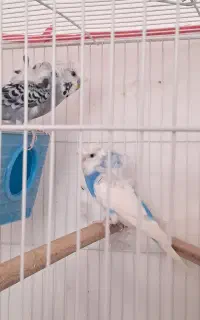 یک جفت مرغ عشق پروانه ای مست و زیبا