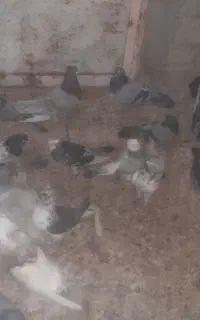 کبوتر
