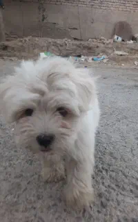 توله شیتزو ۲ ماهه ماده