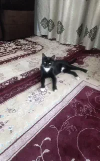 گربه خونگی تمیز بازیگوش