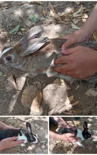 خرگوش