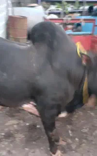 ورزا سیاه
