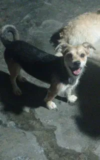 سگ نر