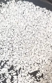 برنج طارم هاشمی محلی
