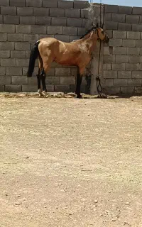 اسب