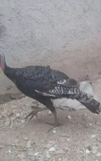 بوقلمون ماده