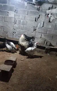 مرغ خروس برهما اصیل برای نژاد کشی