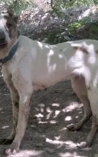 سگ نگهبان