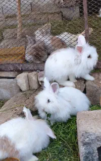 خرگوش انگورا خوشگل نر و ماده بالغ