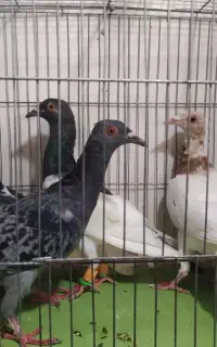 چارتا کبوتر