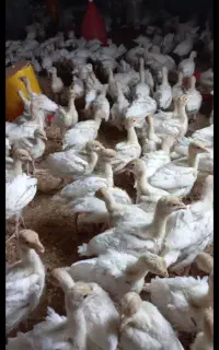 فروش جوجه بوقلمون بیوتی ۶فوق سنگین یک‌ماهه