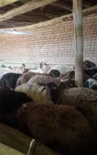 گوسفند زنده جهت قربانی