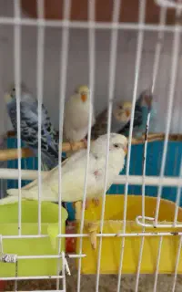 مرغ عشق چشم شرابی