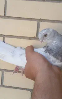 کله سربی نوک ریز
