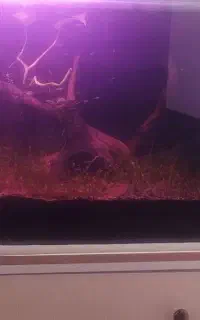 آکواریوم شیشه خم شرکتی