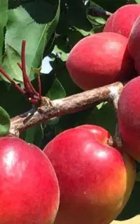 نهال های پیوندی گوجه سبز و آلو و زردالو گلدانی سبز