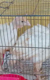 بوقلمون زرین و بلدر