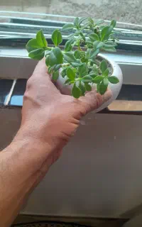 فروش ۲عدد گل زیبا باگلدون کوچک