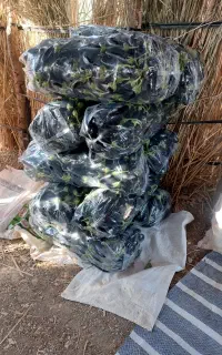 بادمجان